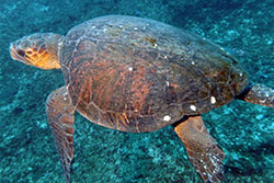 turtle